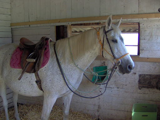 Comment faire un licol avec une corde - 1 - Forum Cheval